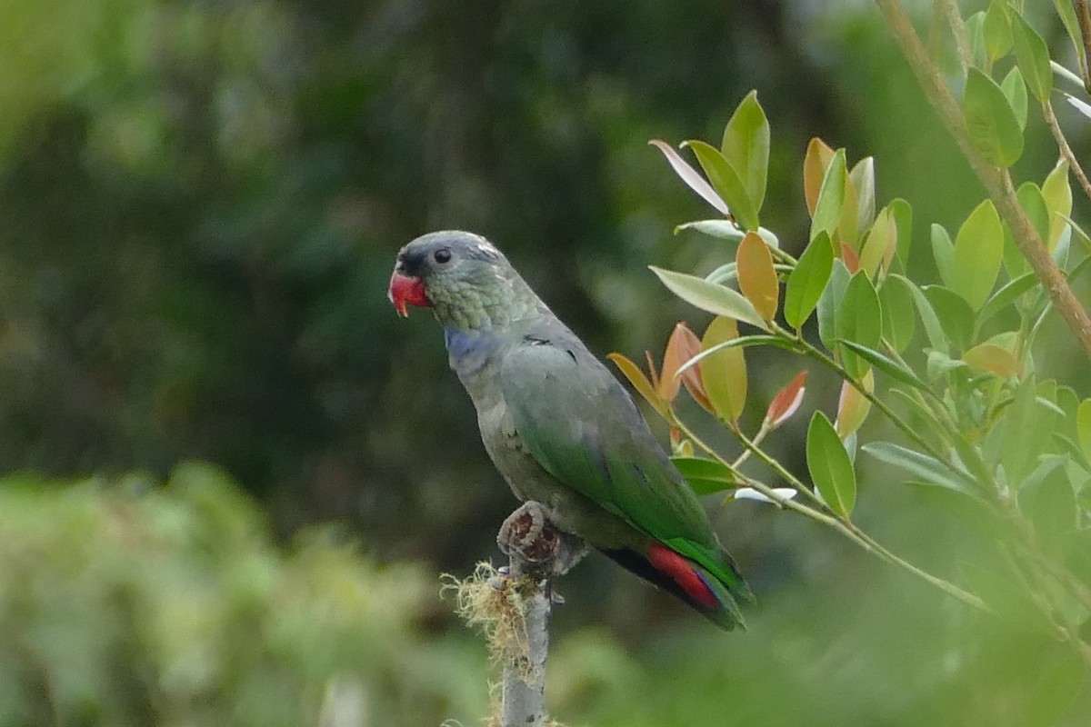 Папуга-червоногуз зеленоголовий - ML55987631