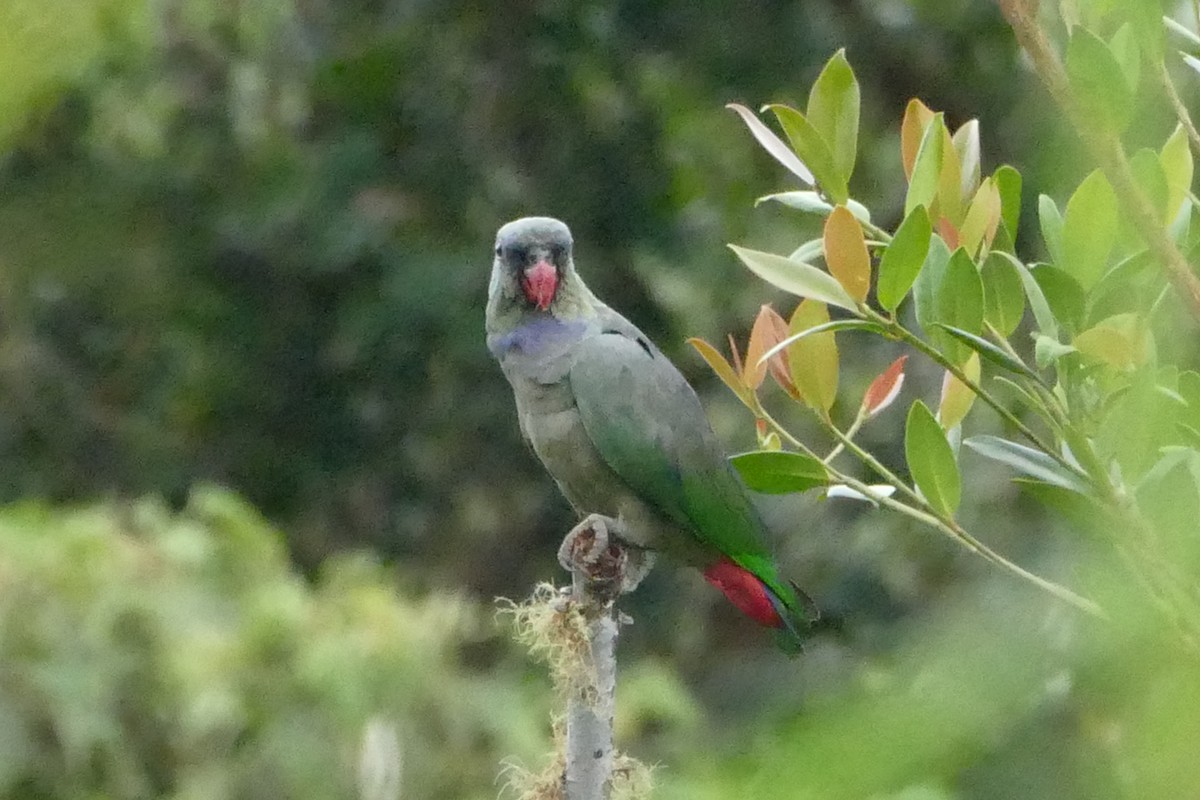 Папуга-червоногуз зеленоголовий - ML55987641