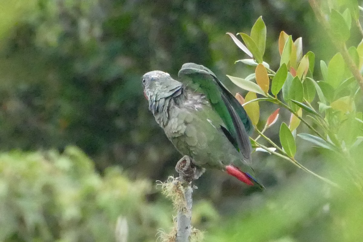 Папуга-червоногуз зеленоголовий - ML55987691