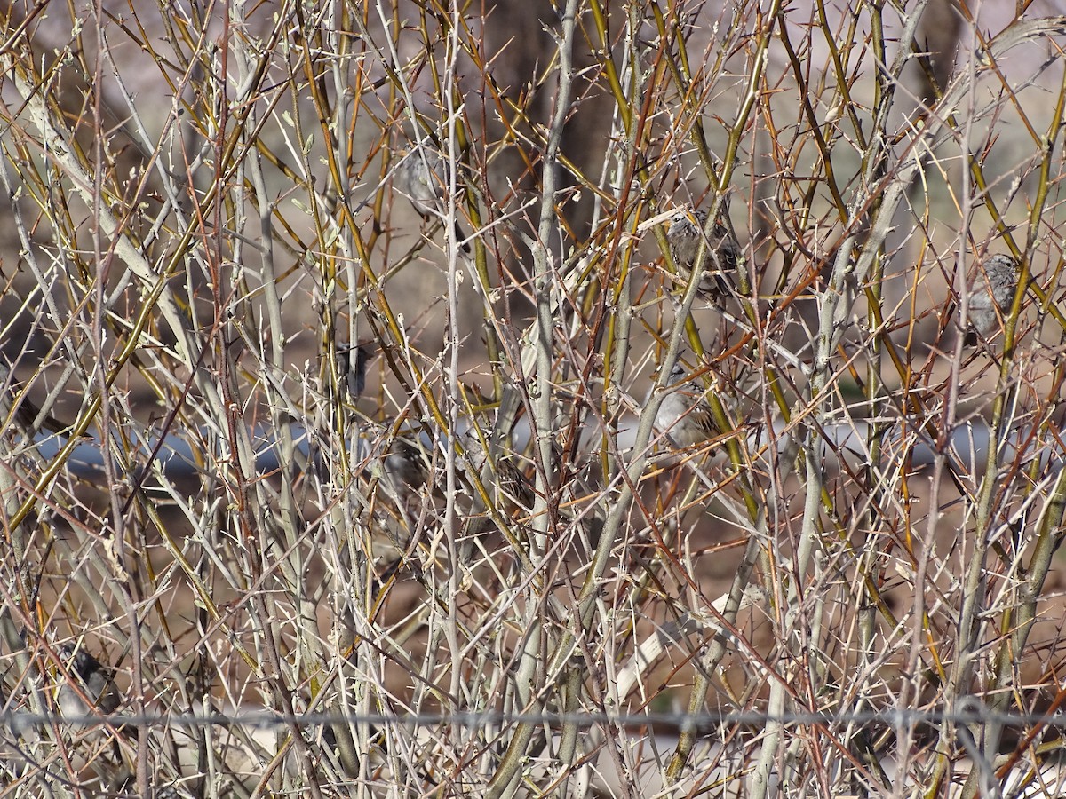 White-crowned Sparrow - ML559880491