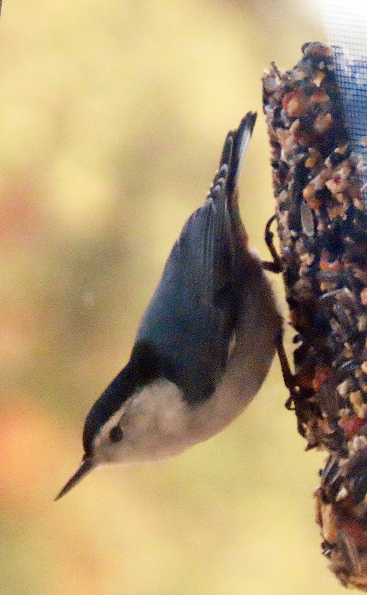 White-breasted Nuthatch - ML559881611