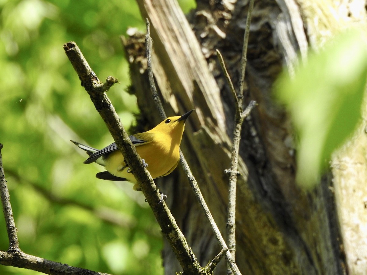 Prothonotary Warbler - ML559886001