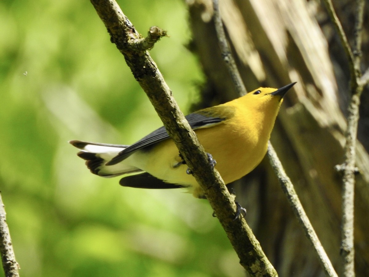 Prothonotary Warbler - ML559886011