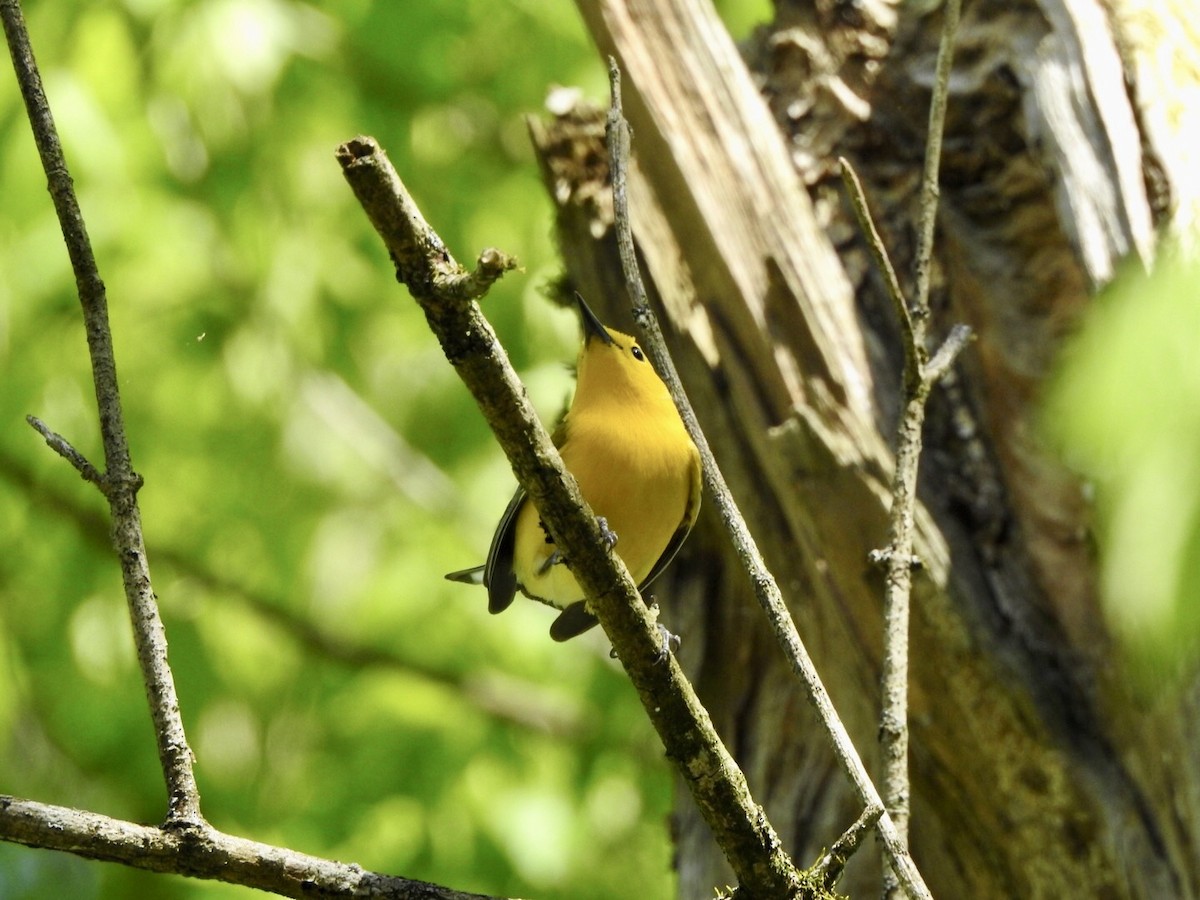 Prothonotary Warbler - ML559886021