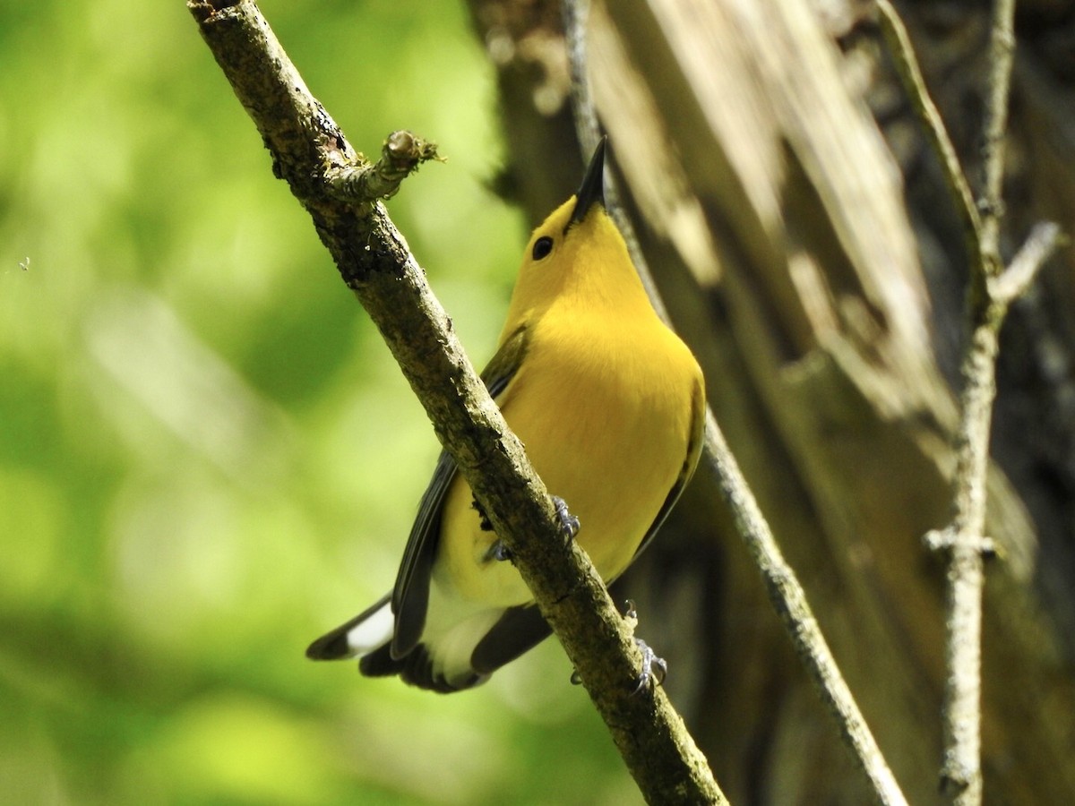 Prothonotary Warbler - ML559886031