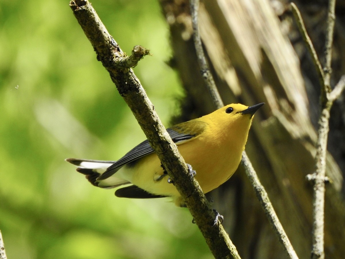Prothonotary Warbler - ML559886041