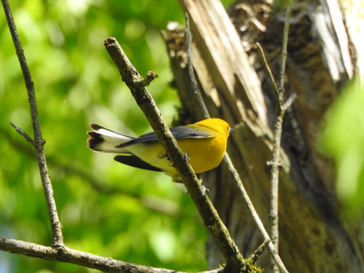 Prothonotary Warbler - ML559886051