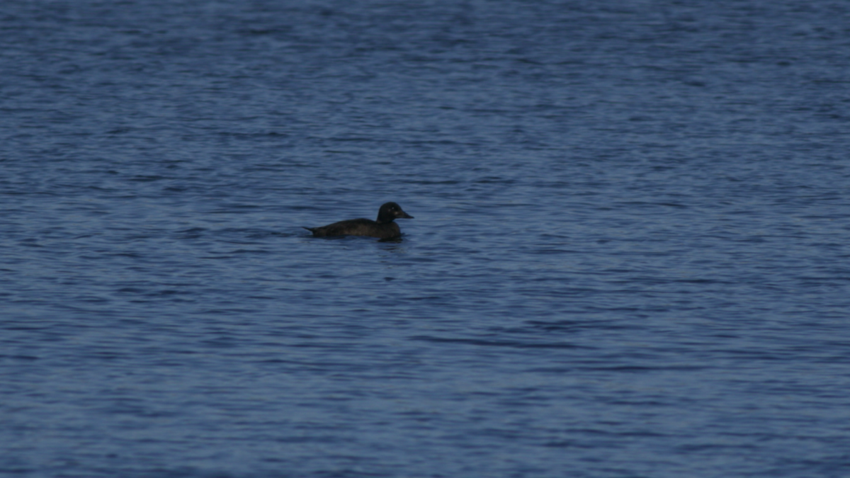 eBird Checklist - 19 Apr 2023 - Willard Pond (Pond & Trees North of ...