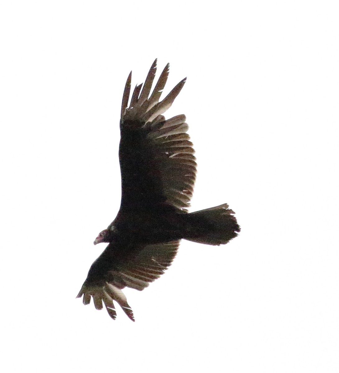 Turkey Vulture - Christine Howe