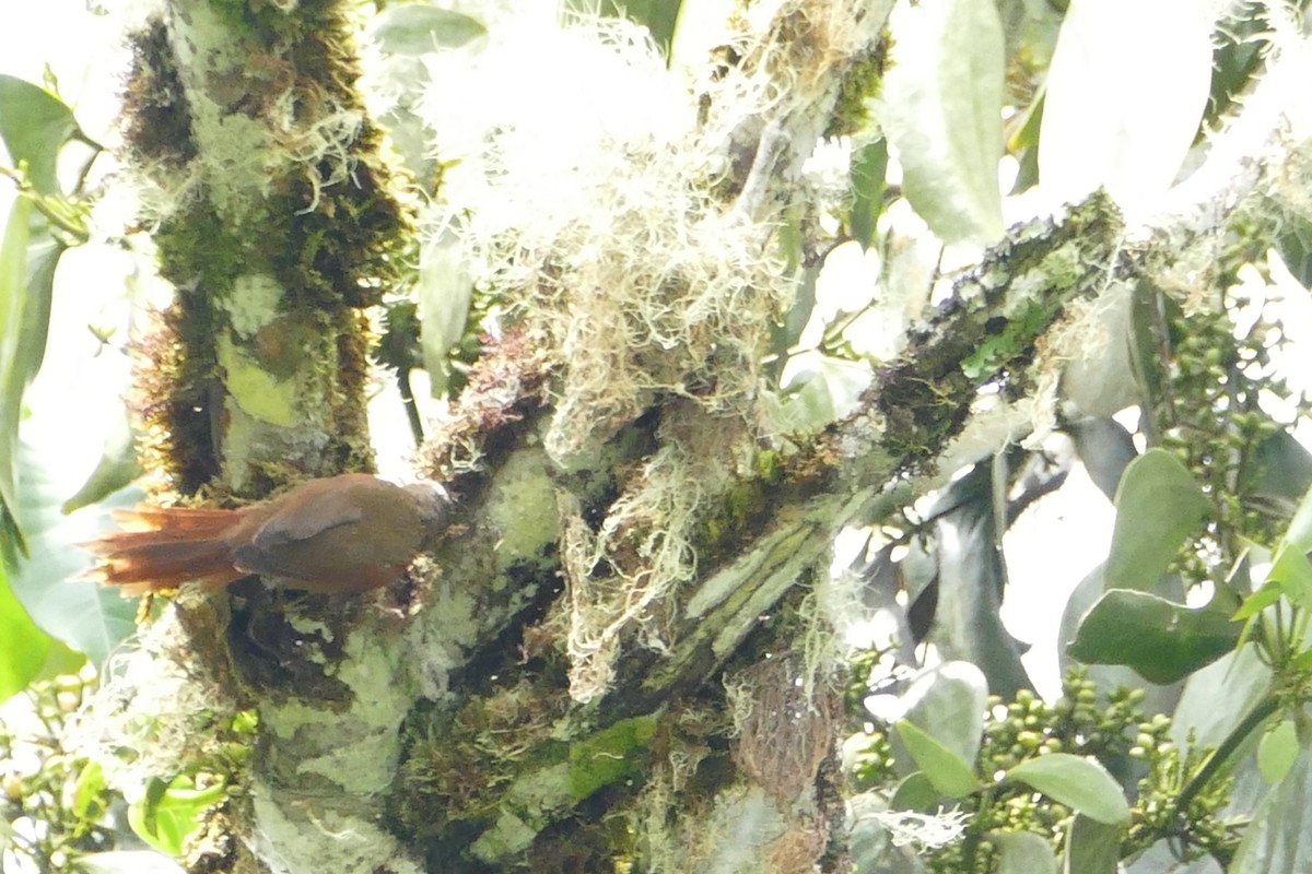 Ash-browed Spinetail - ML55989141