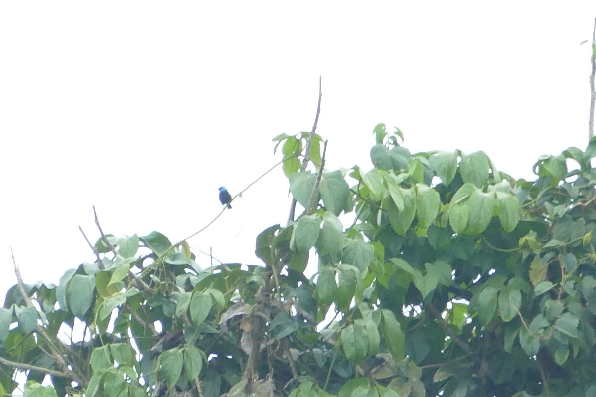 Blue-necked Tanager - ML55990611