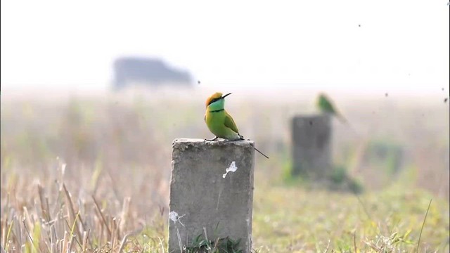 Asian Green Bee-eater - ML559908891