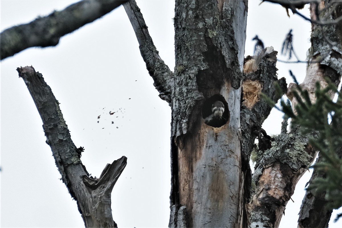 Pileated Woodpecker - Kerry Diskin