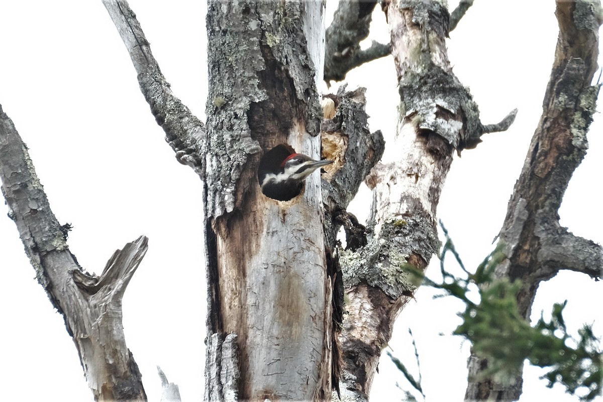 Pileated Woodpecker - ML559909221