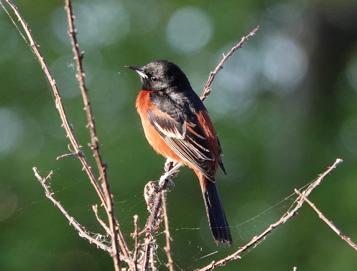 Orchard Oriole - ML559909231