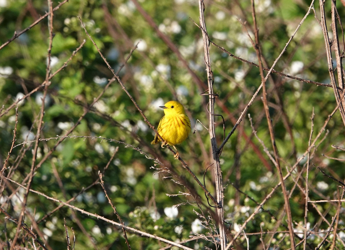 Yellow Warbler - ML559913641