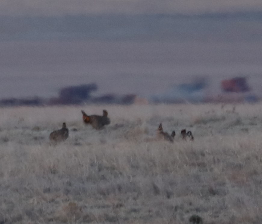 eBird Checklist 16 Apr 2023 67752, Quinter USKS 38.92966, 100.