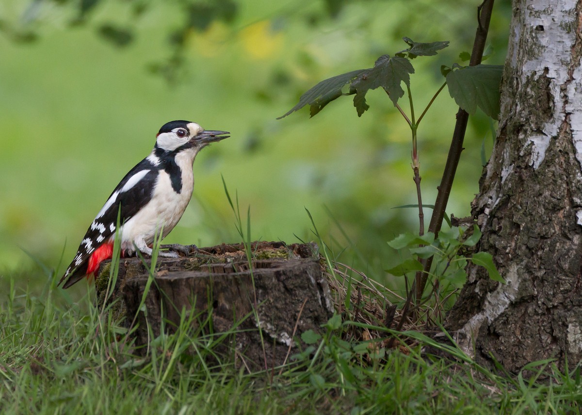 Great Spotted Woodpecker - Karsten Niemann