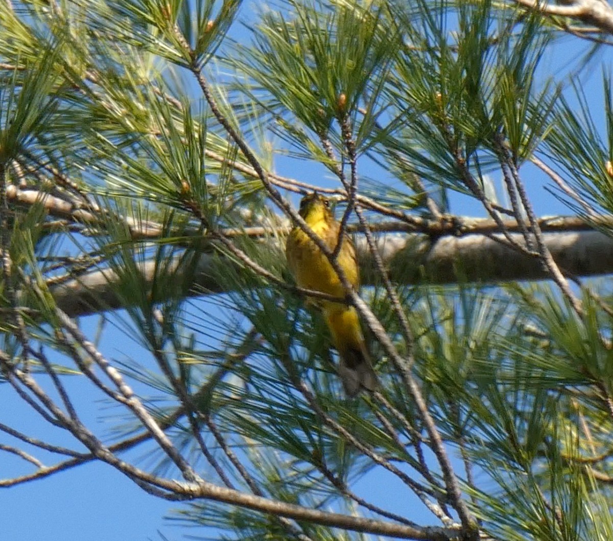Palm Warbler (Yellow) - ML559921031
