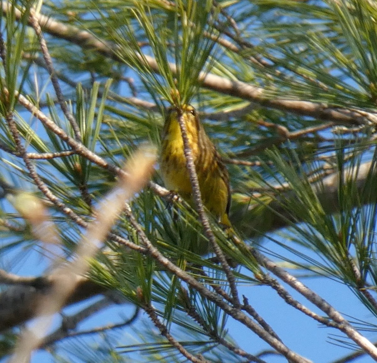 Palm Warbler (Yellow) - ML559921041