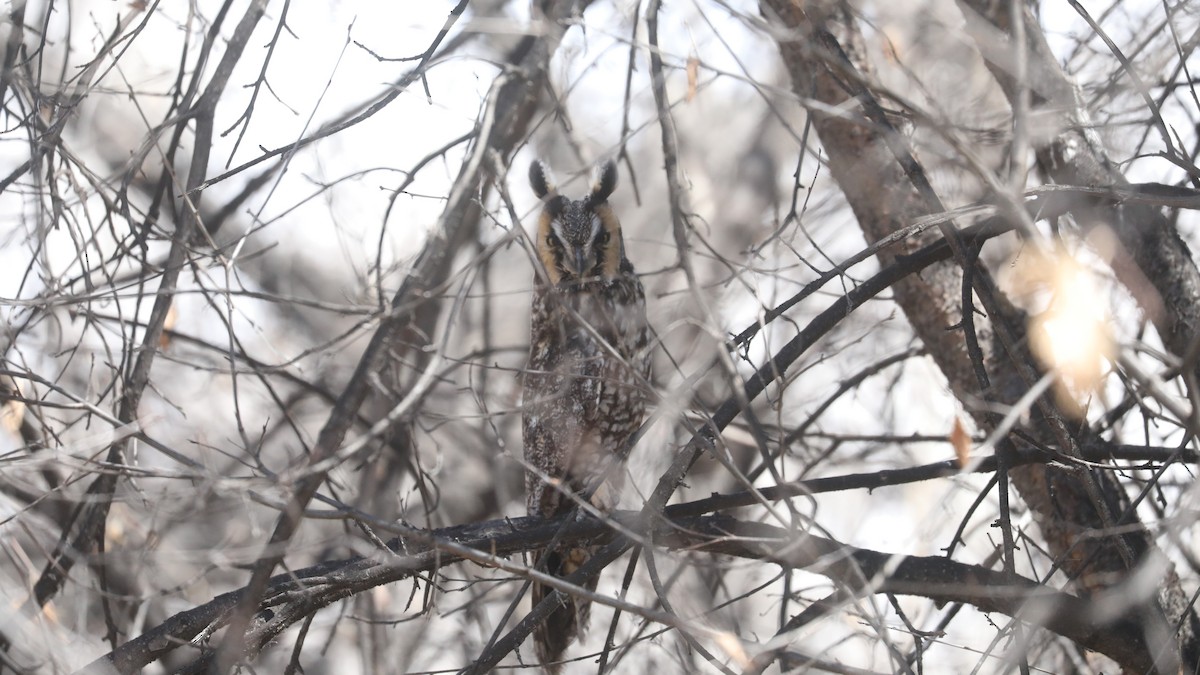 Long-eared Owl - ML559923241