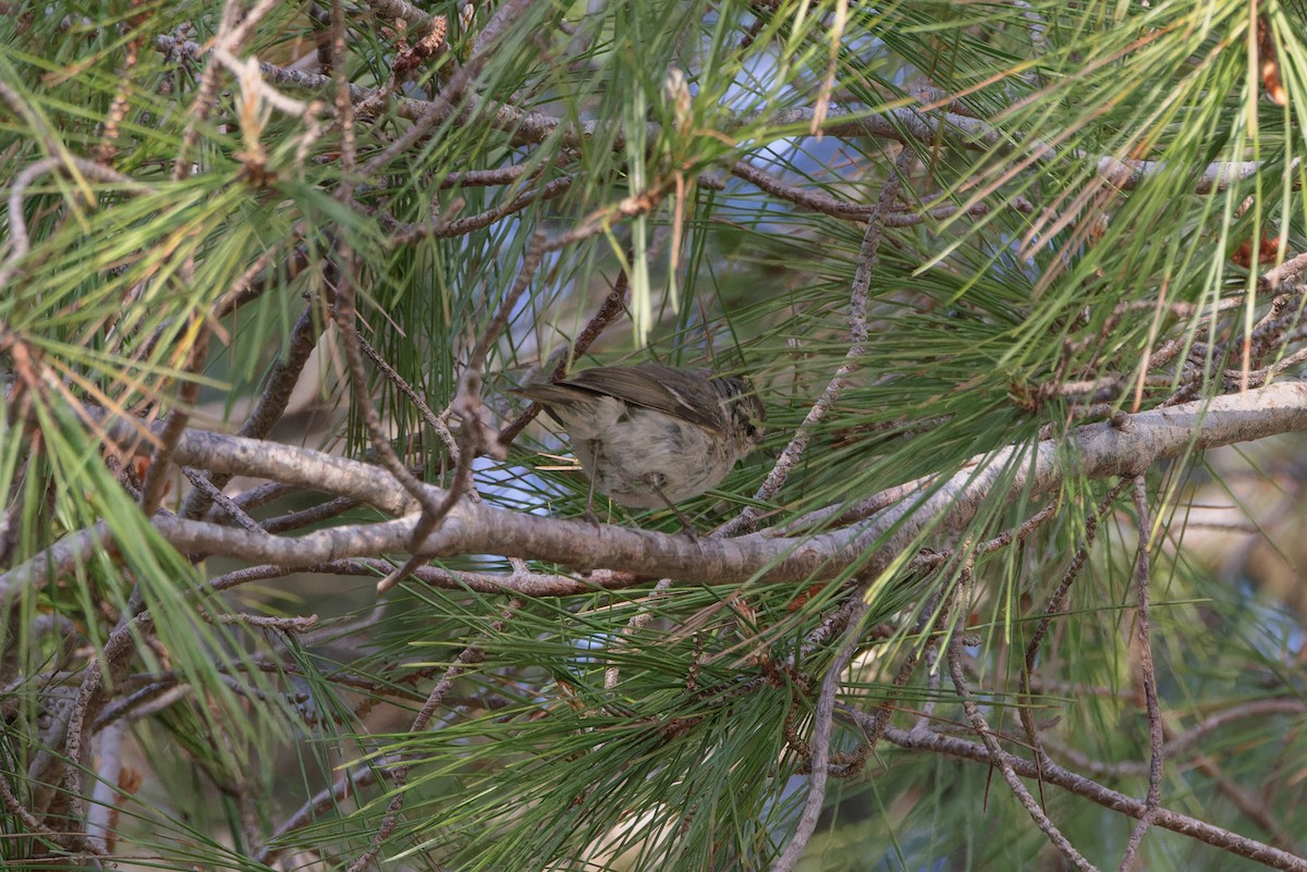 Hume's Warbler - ML559927221
