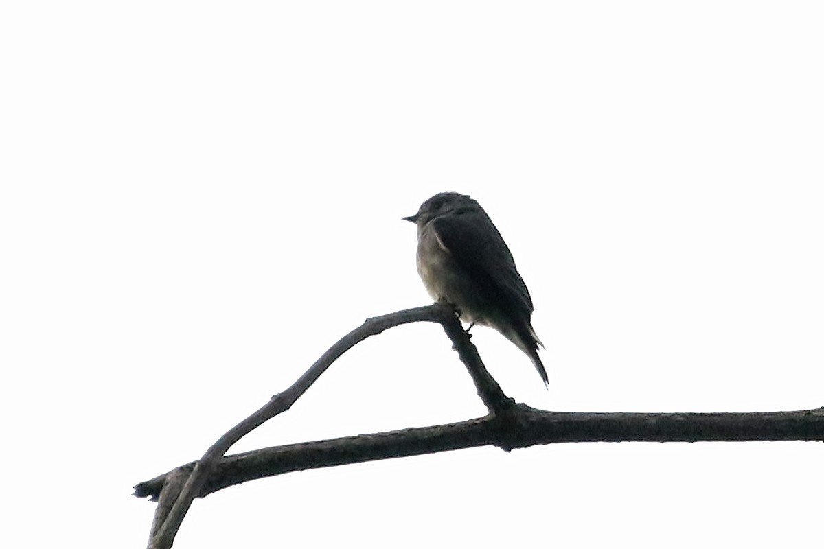 Dark-sided Flycatcher (Himalayan) - ML559929591
