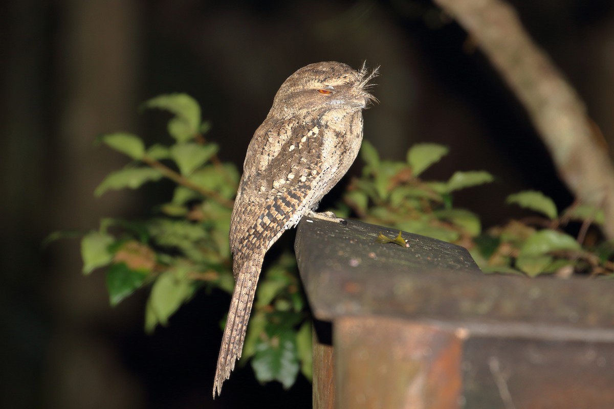 Marbled Frogmouth - ML559931281