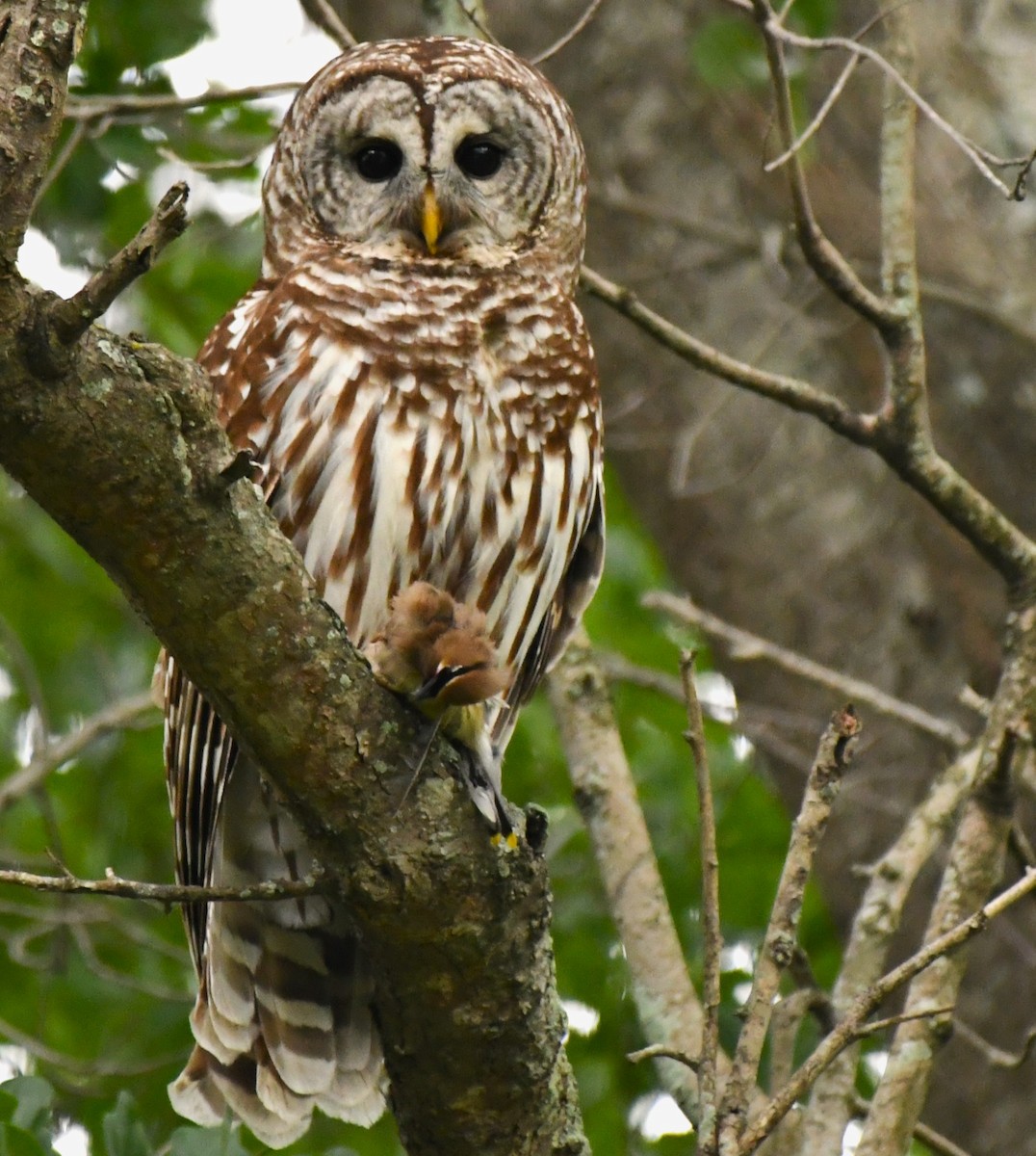 Barred Owl - ML559934631