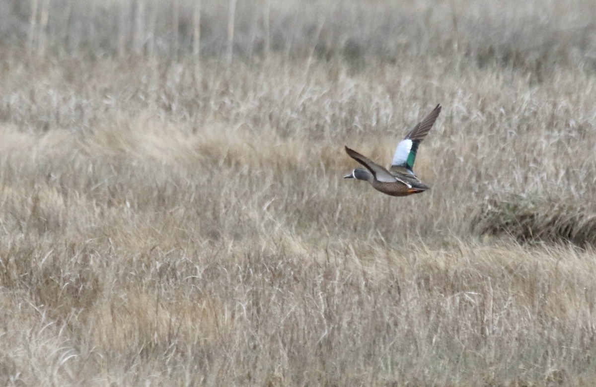 Blue-winged Teal - ML559941531