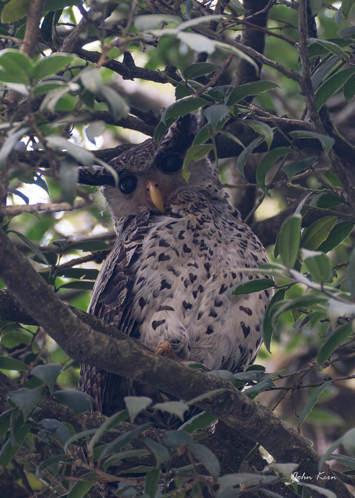 Spot-bellied Eagle-Owl - ML559942401