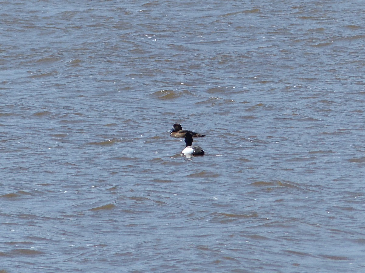 Greater Scaup - ML55994601
