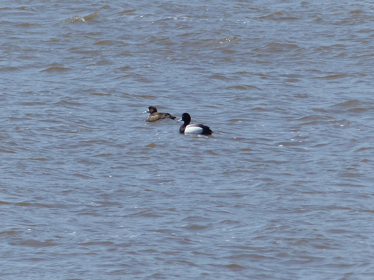 Greater Scaup - ML55994611