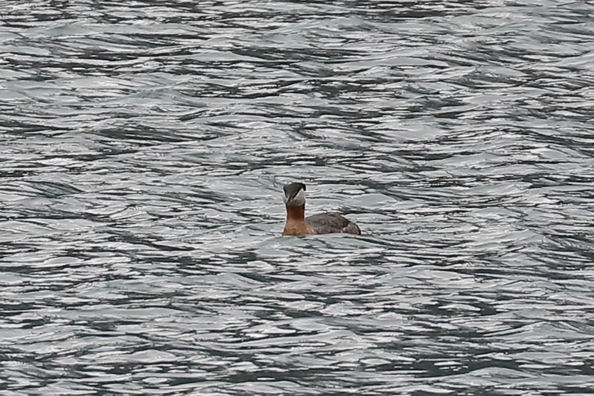Red-necked Grebe - ML559950431