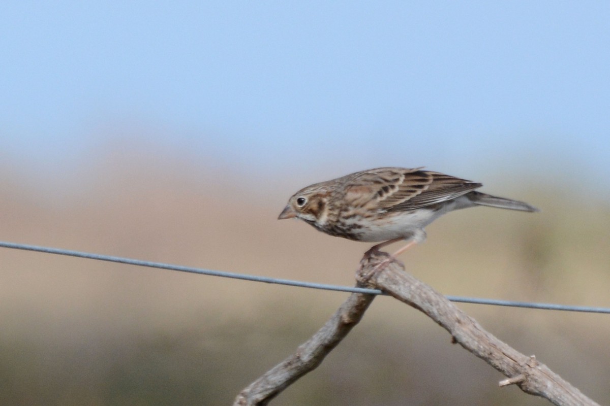 Vesper Sparrow - Janet Rathjen