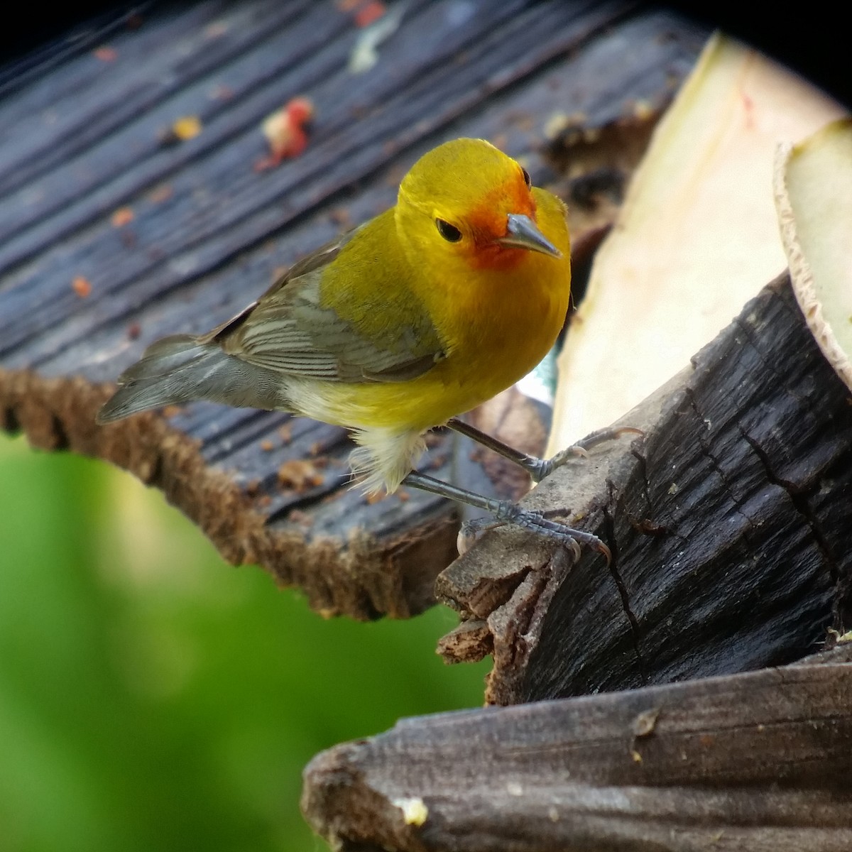 Prothonotary Warbler - carlos corrales