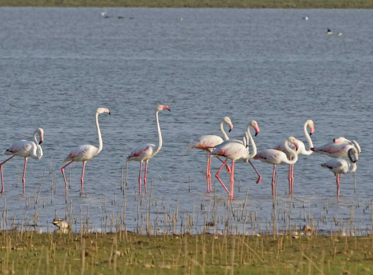Greater Flamingo - John Bruin