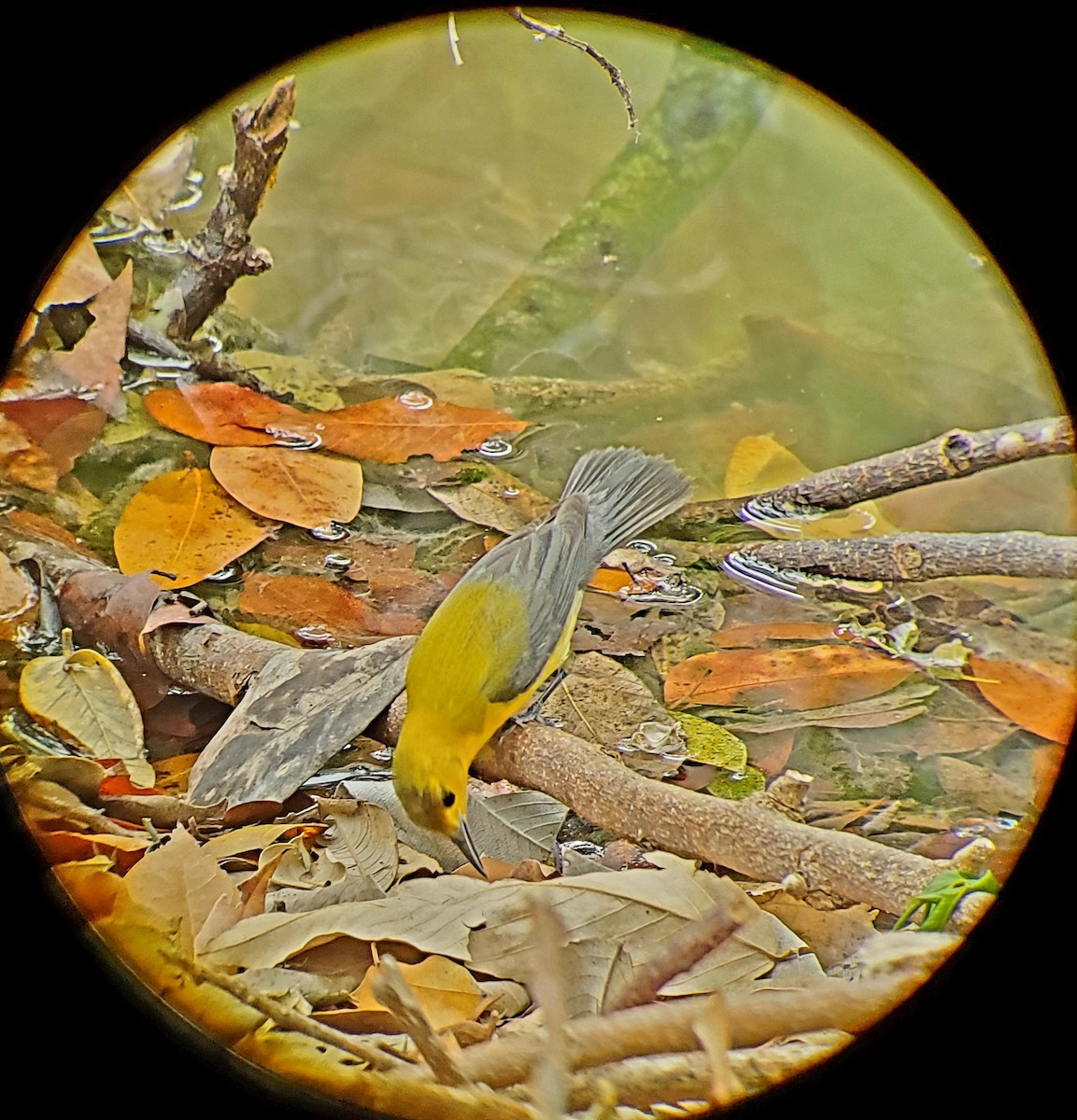Prothonotary Warbler - ML559968191