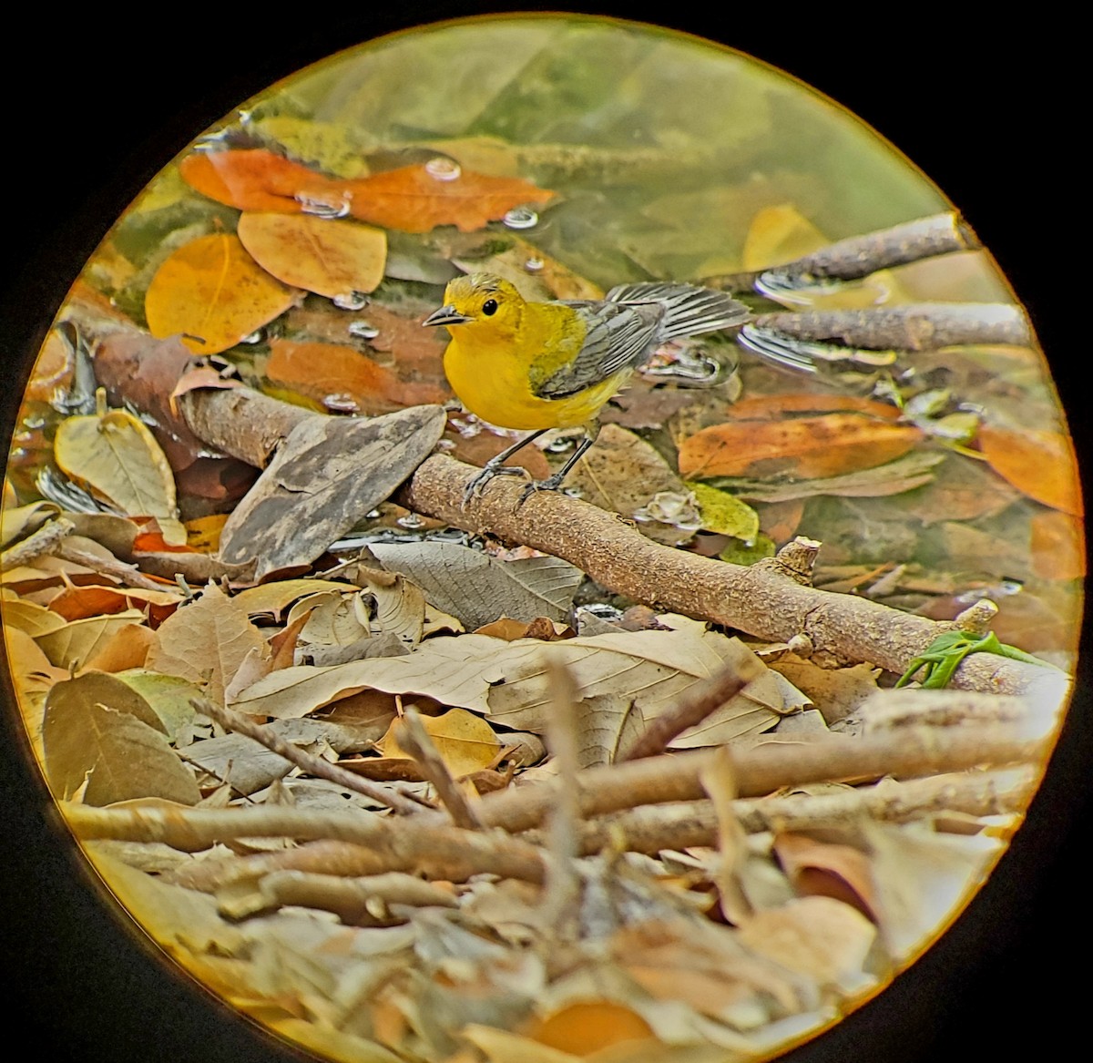 Prothonotary Warbler - ML559968331