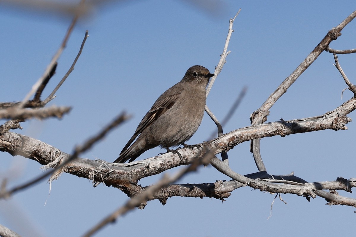 Townsend's Solitaire - ML559973011