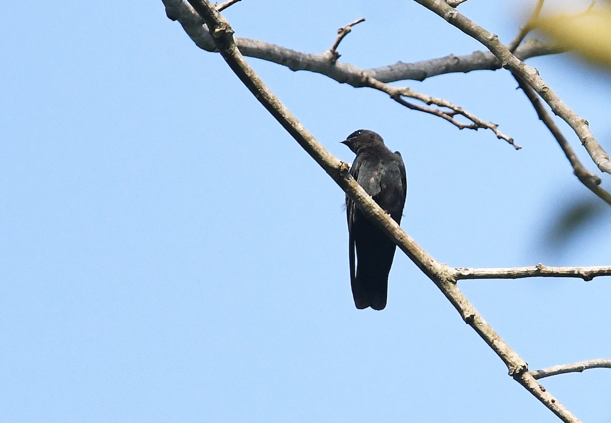 Square-tailed Sawwing - ML559975131