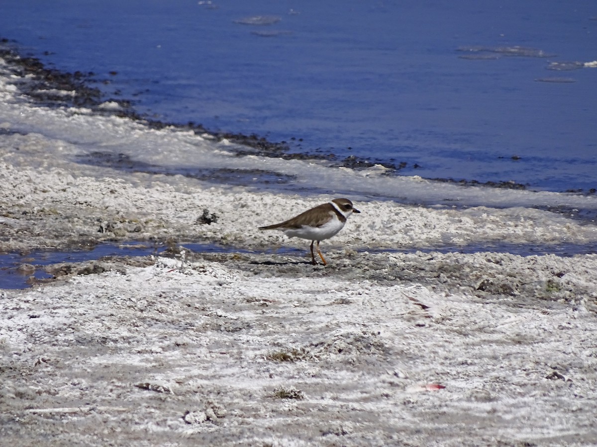 Semipalmated Plover - ML559977841