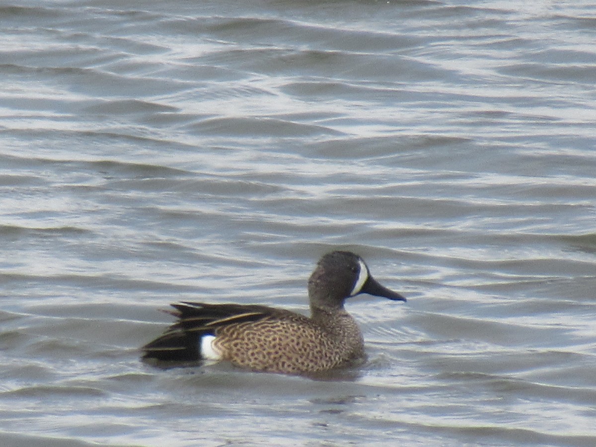 eBird Checklist - 15 Apr 2023 - Rocky Mountain Arsenal NWR - 39 species