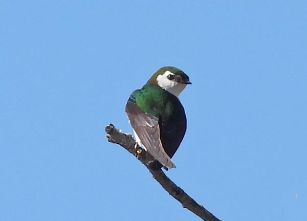 Violet-green Swallow - ML559986561