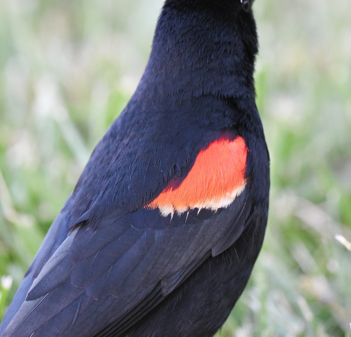 Red-winged Blackbird - ML559987041