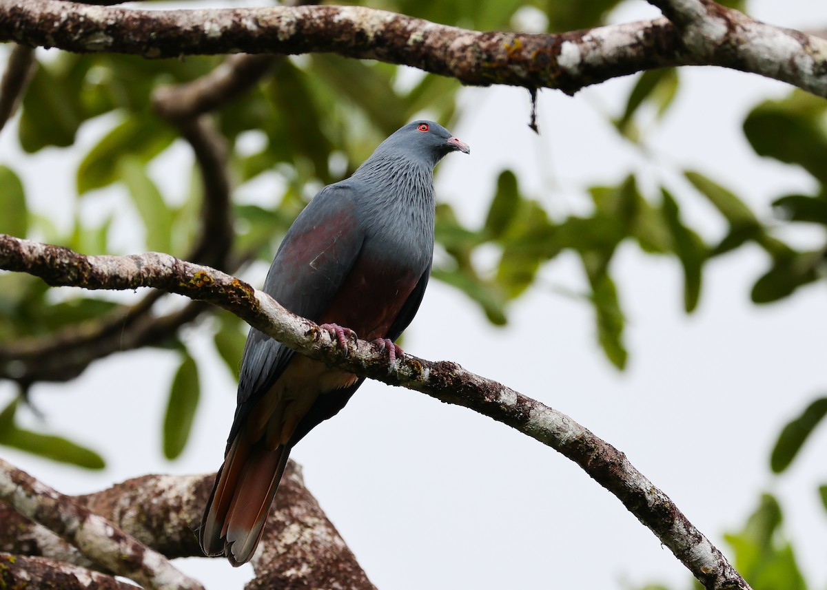 New Caledonian Imperial-Pigeon - Martin Allen