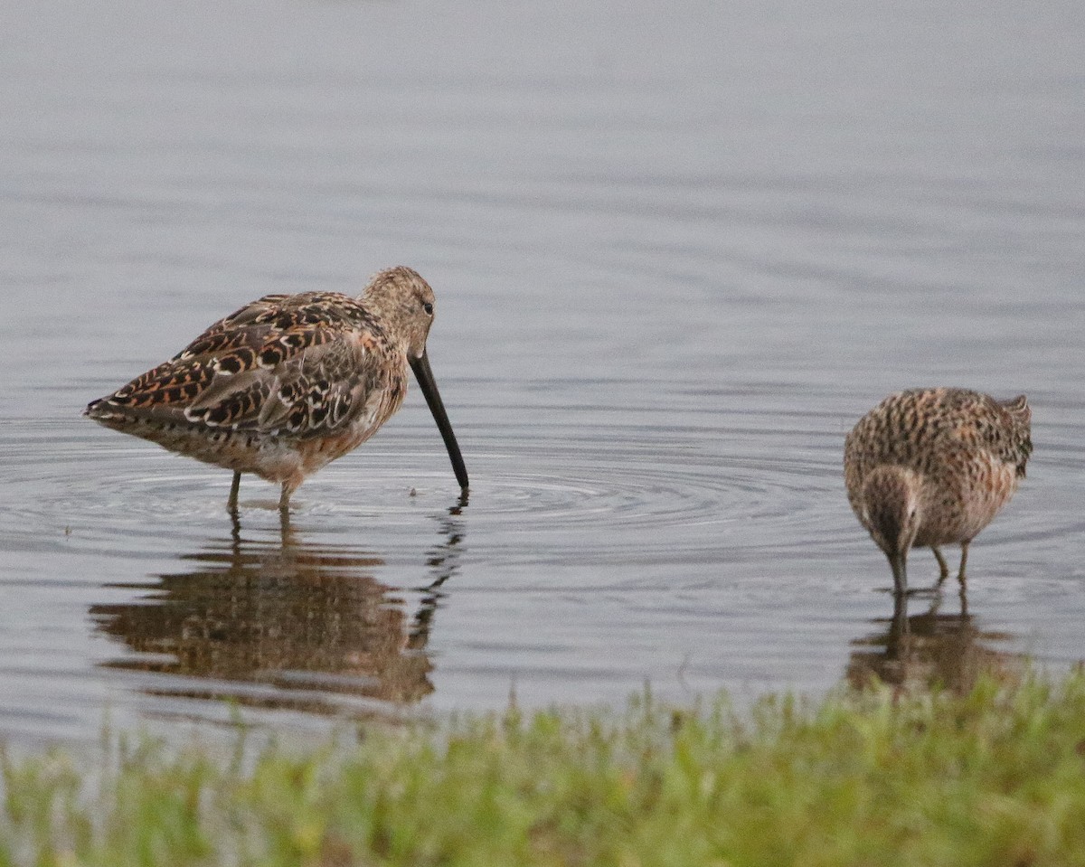 Long-billed Dowitcher - ML559997281