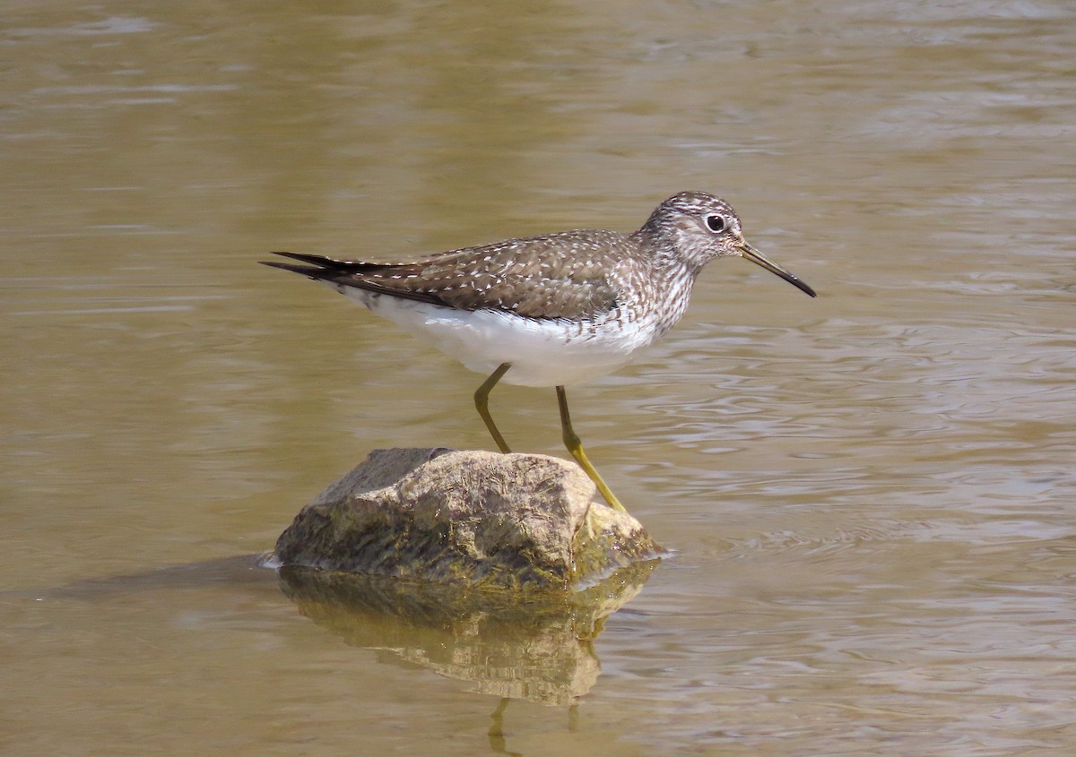 eBird Checklist - 19 Apr 2023 - Waneka Lake/Greenlee Preserve - 47 ...