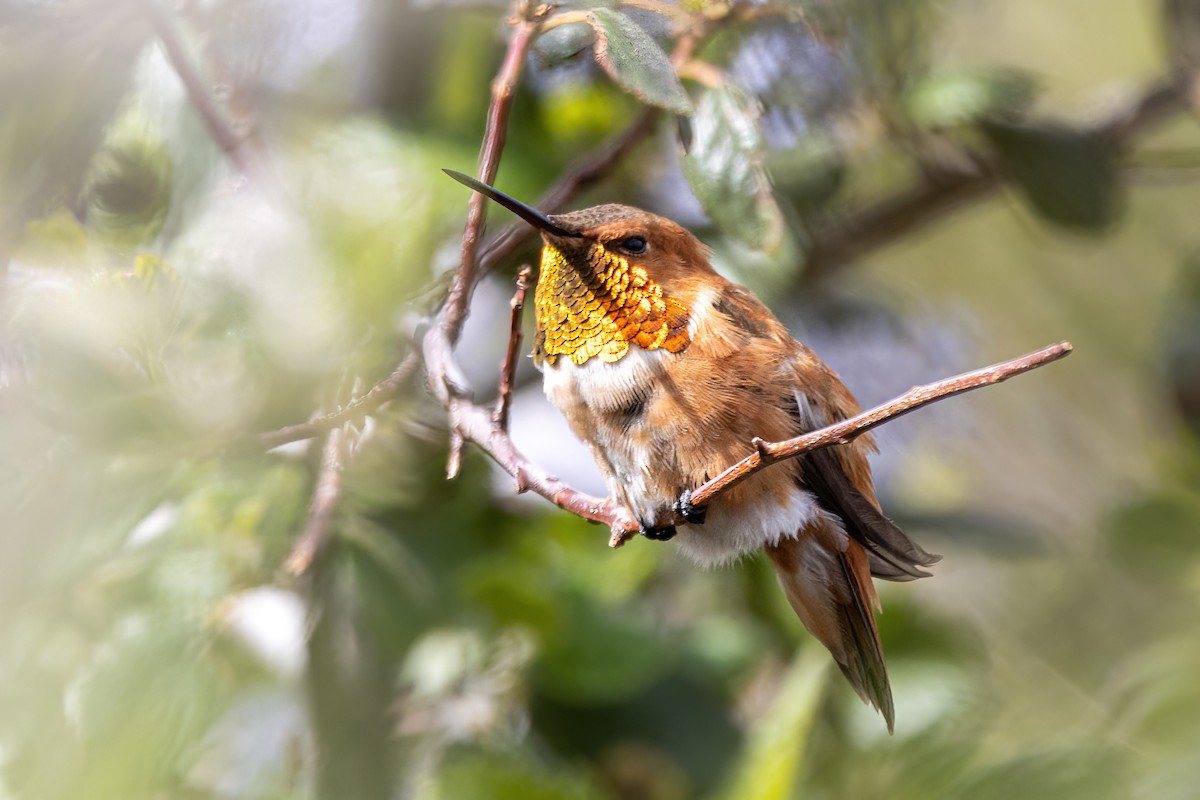 Rufous Hummingbird - ML560001001
