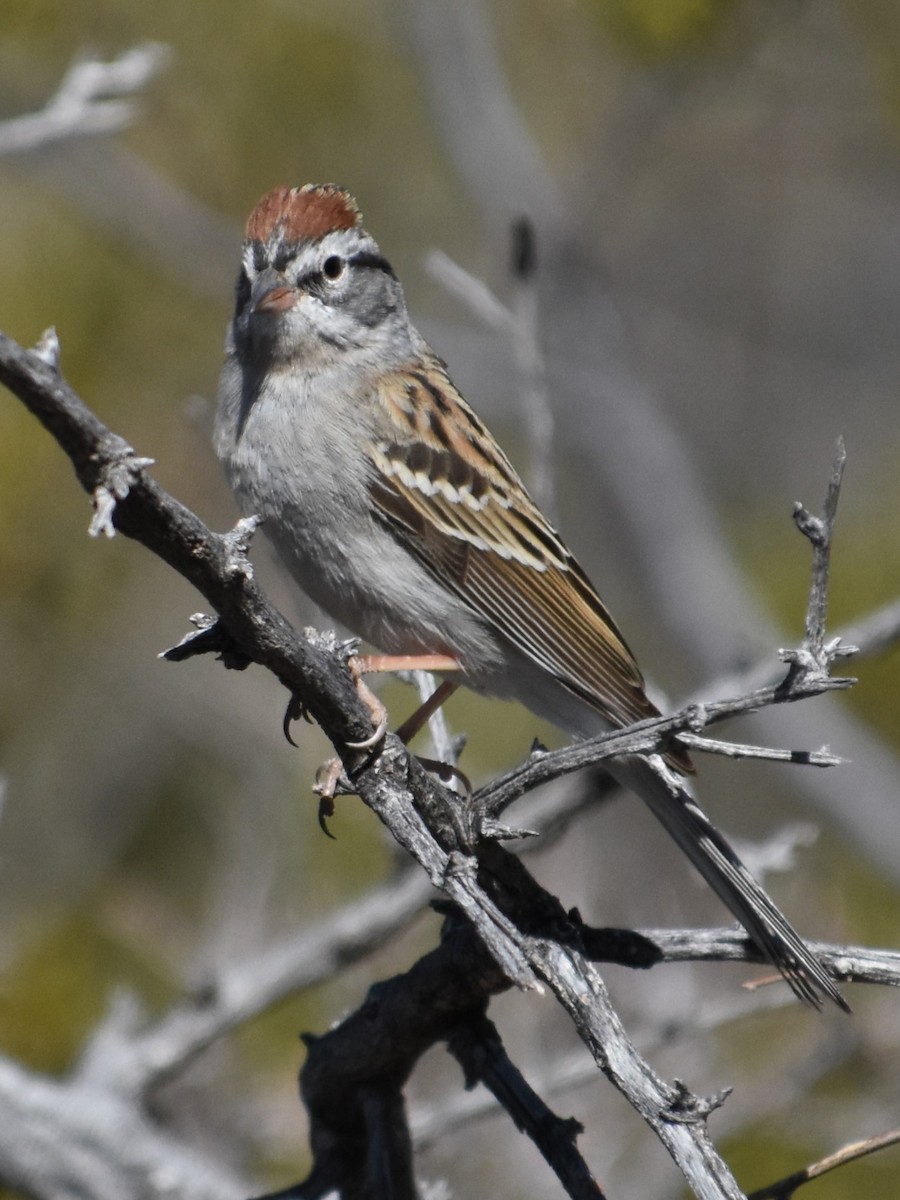 Chipping Sparrow - ML560001591